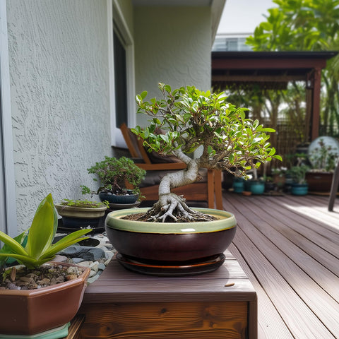 SQOWL maceta en uso con suculentas destacando aspecto decorativo en interior