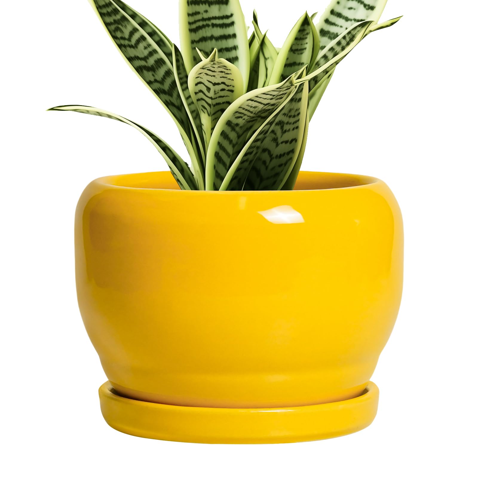SQOWL maceta frontal amarilla que destaca diseño moderno y decoración
