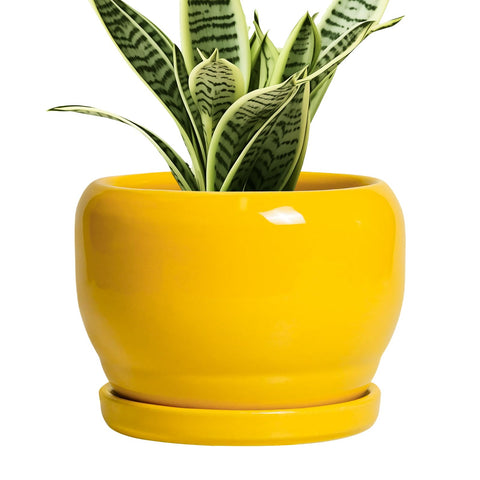 SQOWL maceta frontal amarilla que destaca diseño moderno y decoración