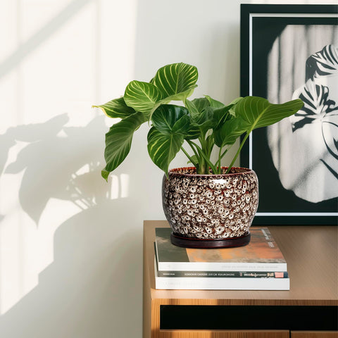 SQOWL conjunto en ambiente, estilo decorativo para el hogar
