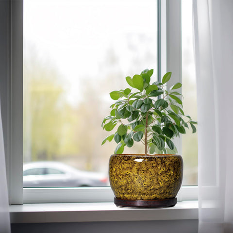 SQOWL maceta con suculenta en uso que mejora la decoración interior