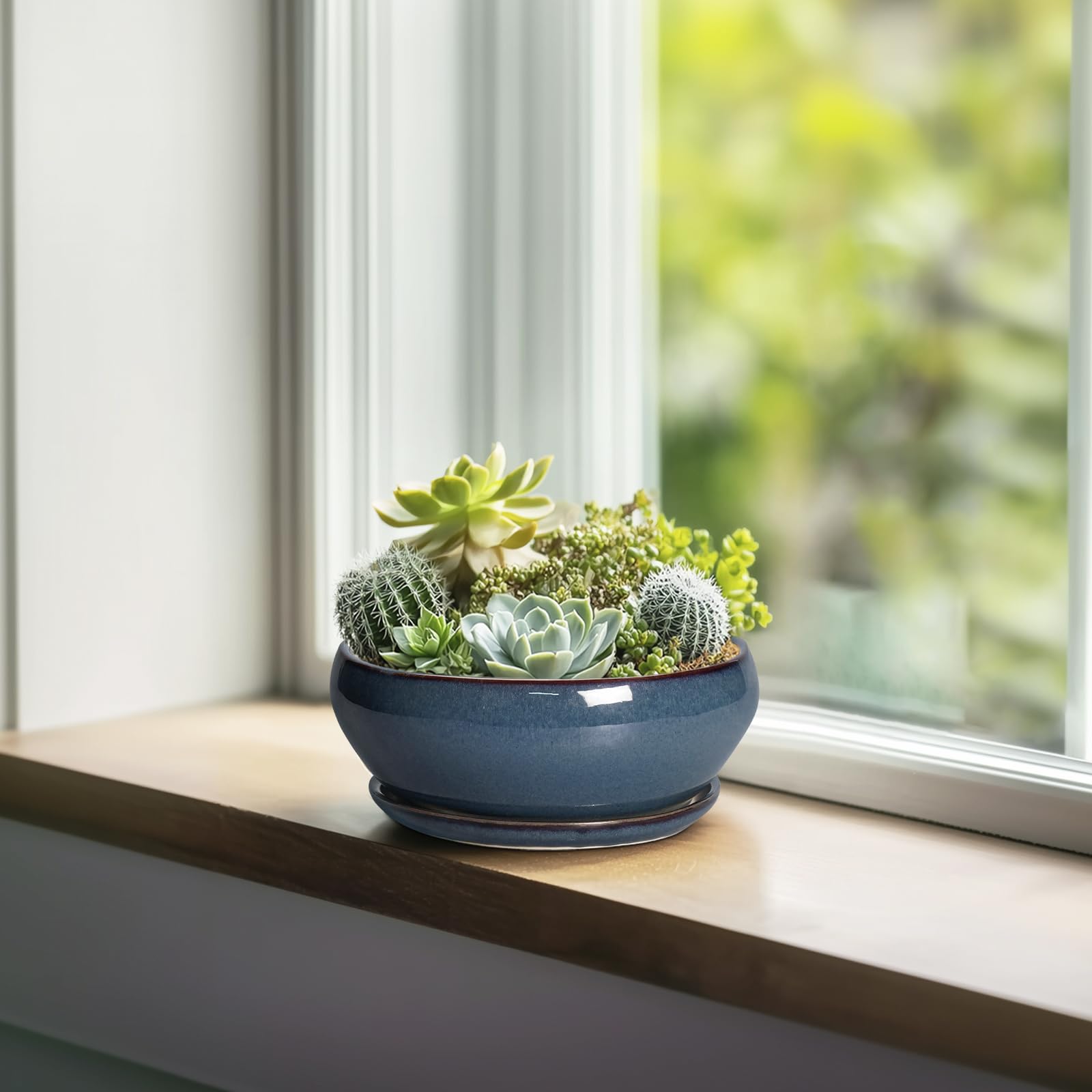 SQOWL maceta con suculenta plantada, ideal para decorar interiores y proteger raíces