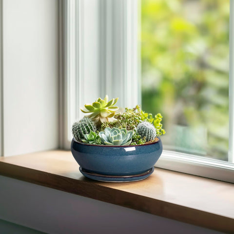SQOWL maceta con suculenta plantada, ideal para decorar interiores y proteger raíces