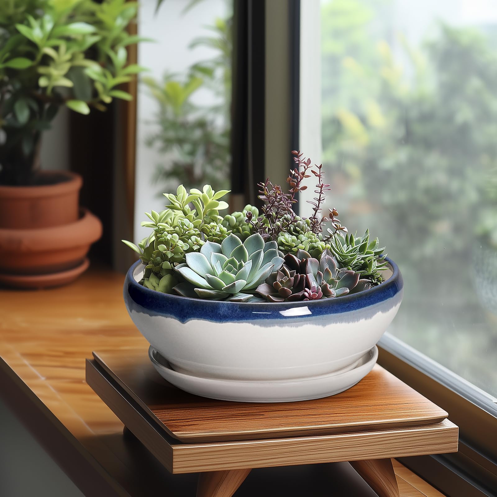 SQOWL maceta con suculenta plantada, ideal para raíces superficiales y decoración