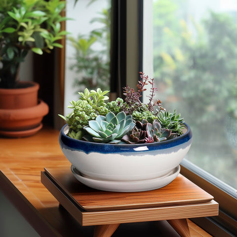 SQOWL maceta con suculenta plantada, ideal para raíces superficiales y decoración