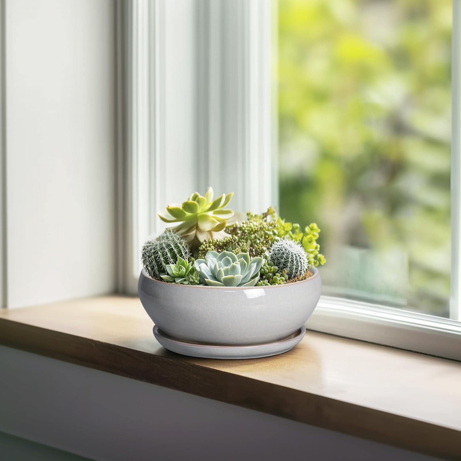 SQOWL maceta en escritorio con suculenta mejorando decoración y verde