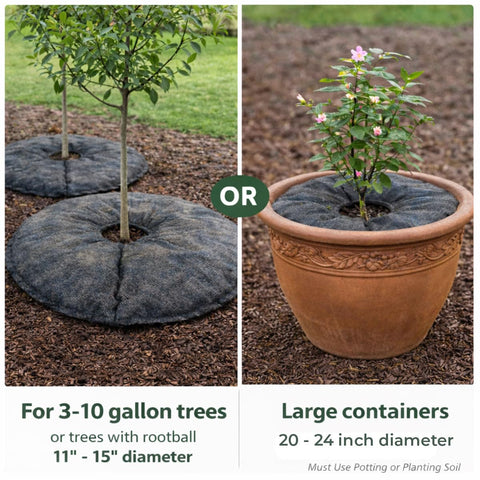 SteadySpring comparada con regla para ilustrar tamaño ideal del cepellón