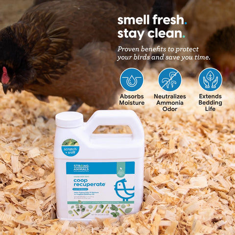 Strong Animals aplicando producto dentro del gallinero para reducir olores
