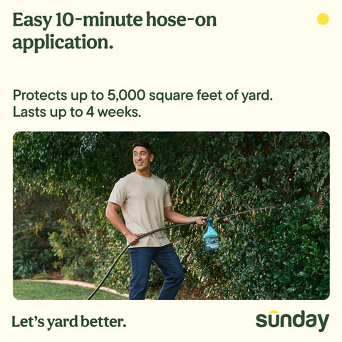 Sunday aplicación con manguera en patio para control de mosquitos y comodidad
