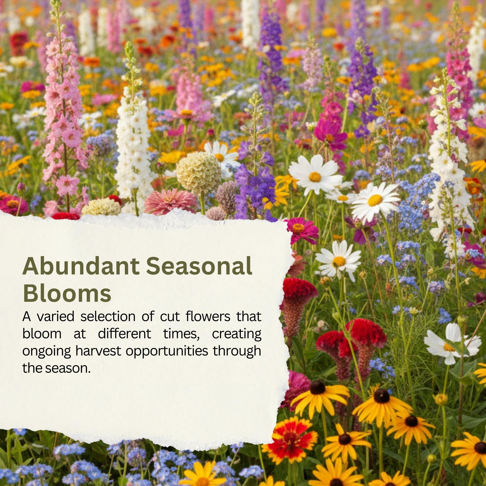 SunHaven Seeds jardín doméstico con flores ideales para arreglos
