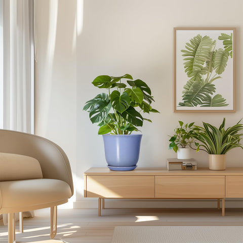 SUNPOTFOR maceta en salón, aporta color y estilo decorativo