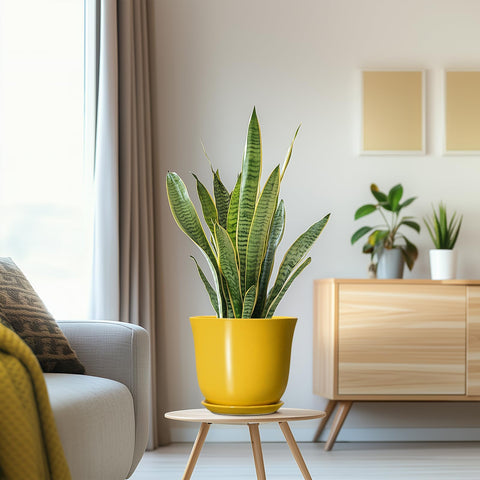 SUNPOTFOR maceta junto a mano para comparar tamaño y facilidad de manejo