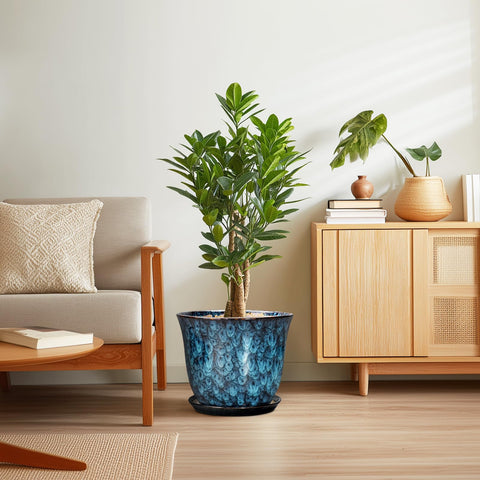 SUNPOTFOR comparación de tamaño con una planta para visualizar escala real