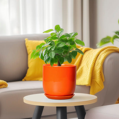 SUNPOTFOR conjunto envuelto como regalo ideal para amantes de las plantas
