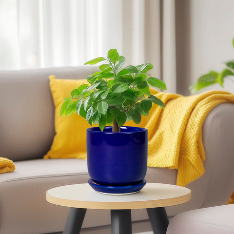 SUNPOTFOR empaque listo para regalo ideal para aficionados a las plantas
