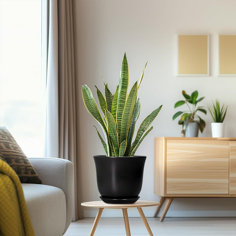 SUNPOTFOR en escritorio, decora espacios reducidos con estilo