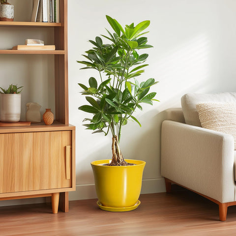 SUNPOTFOR maceta en interior con monstera, realza la decoración del hogar