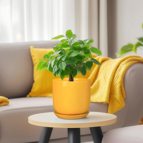 SUNPOTFOR maceta empaquetada lista para regalo ideal para celebraciones