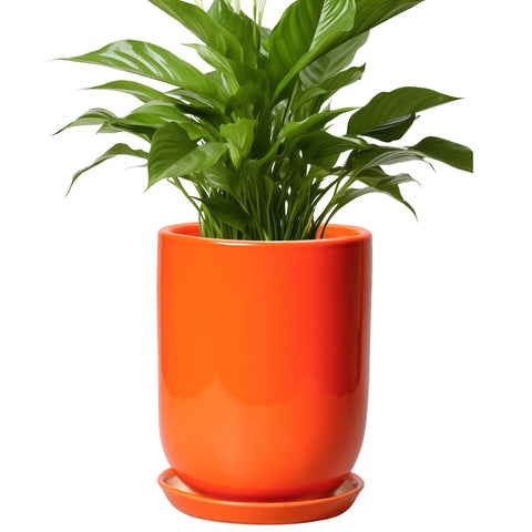 SUNPOTFOR maceta frontal naranja que realza la decoración y protege plantas