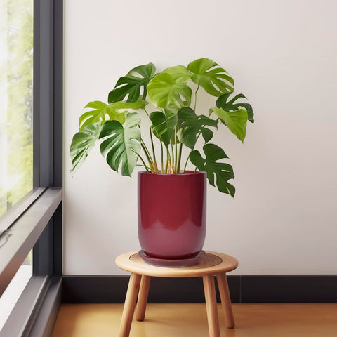 SUNPOTFOR maceta con monstera en interior ofreciendo soporte y estética