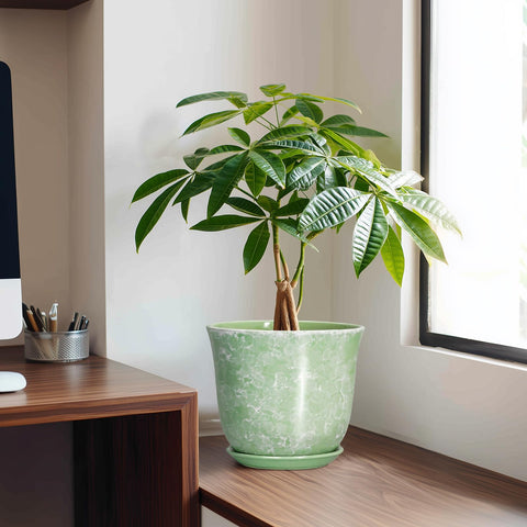 SUNPOTFOR maceta con planta en escritorio aporta decoración funcional