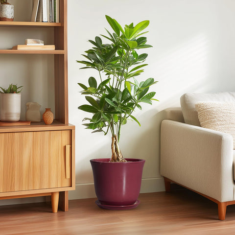 SUNPOTFOR maceta con planta en sala, aporta verdor y estilo interior