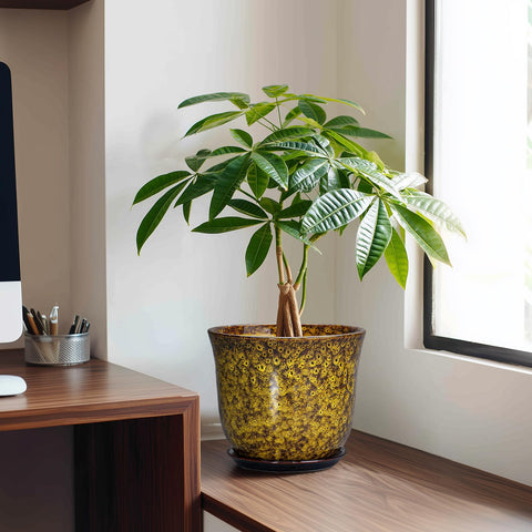 SUNPOTFOR maceta en uso con planta mostrando drenaje eficiente