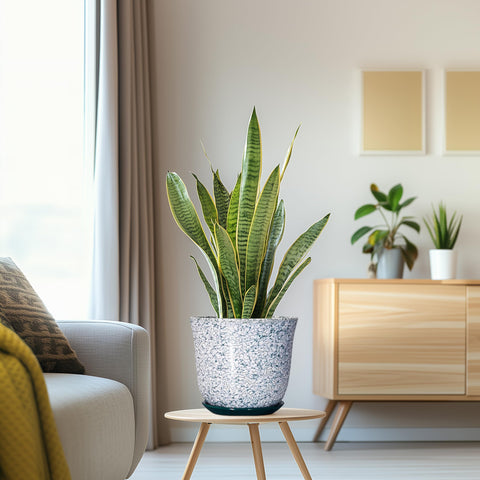 SUNPOTFOR maceta con monstera en salón que aporta estilo y frescura
