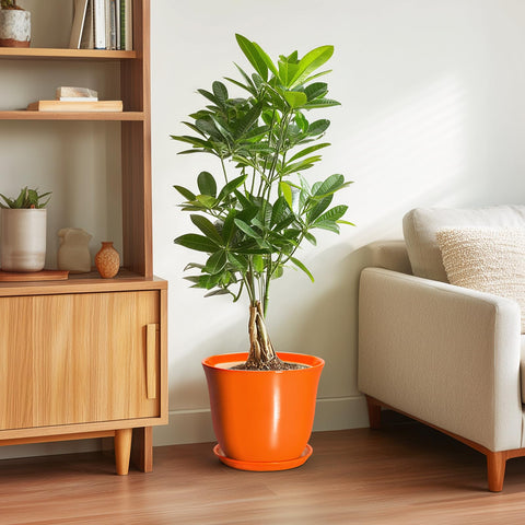 SUNPOTFOR maceta con monstera demostrando su uso en interior