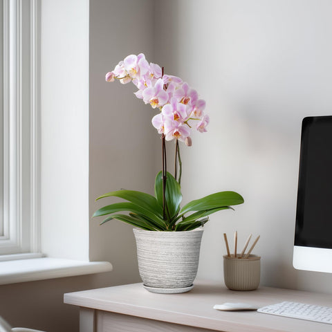 SUNPOTFOR maceta en uso con suculenta aportando decoración práctica