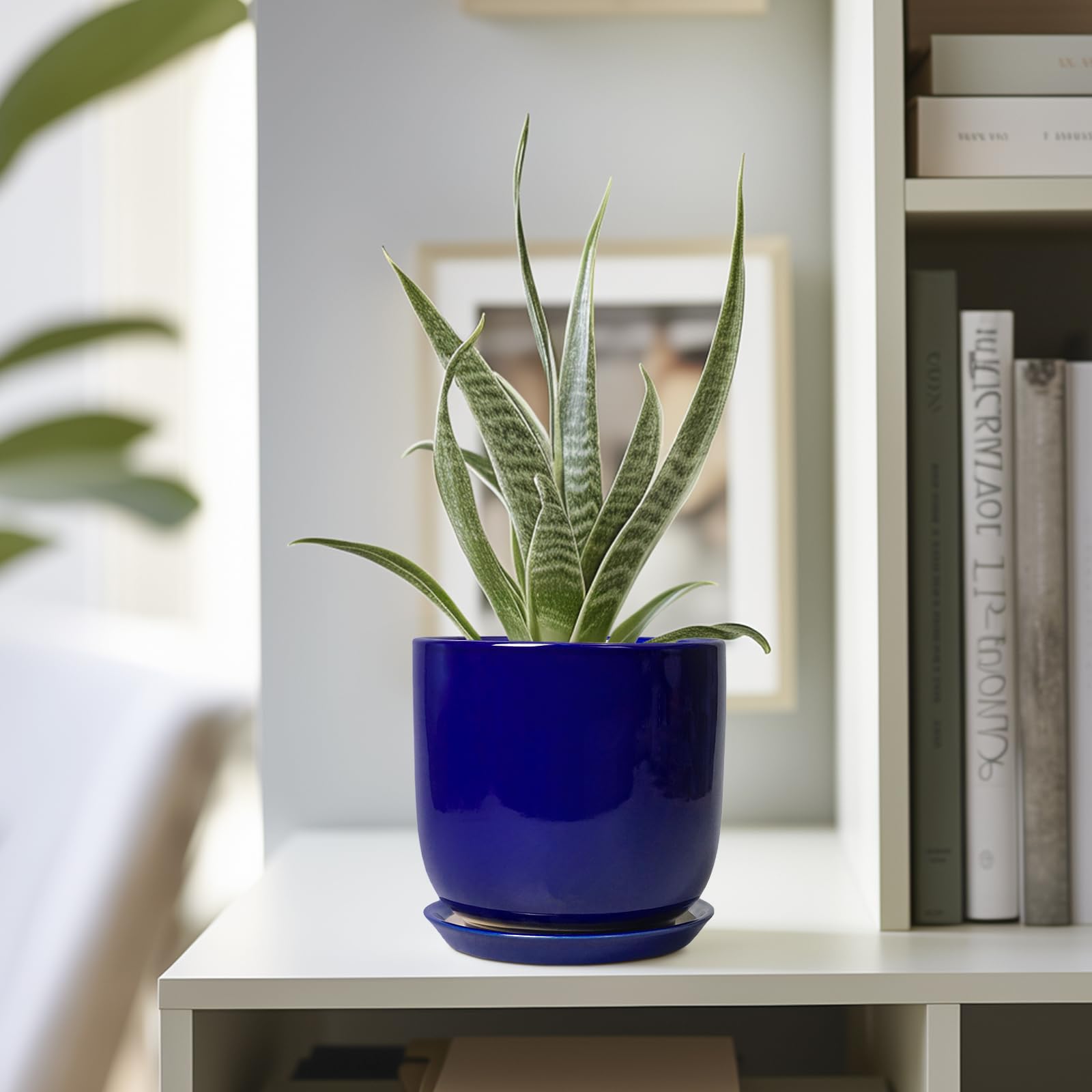 SUNPOTFOR maceta con suculenta en interior mejora la decoración y el ambiente