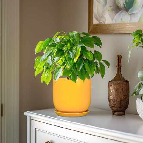 SUNPOTFOR maceta con suculenta plantada, facilita riego controlado y estilo