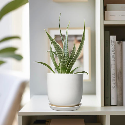 SUNPOTFOR maceta con suculenta en uso que embellece espacios interiores