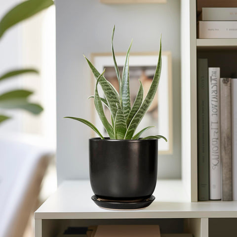SUNPOTFOR maceta en escritorio aporta verde y orden al trabajo