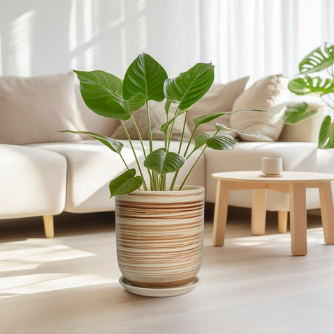SUNPOTFOR maceta en interior con planta grande, aporta estilo y orden