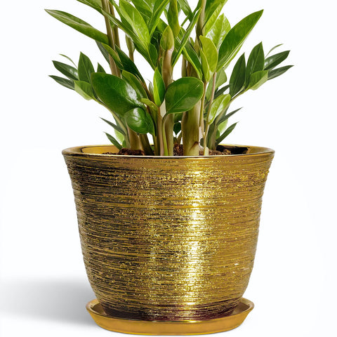 SUNPOTFOR maceta frontal dorada mostrando diseño y elegancia