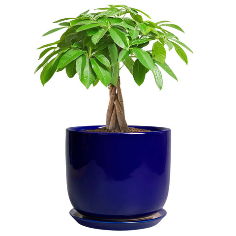 SUNPOTFOR maceta frontal azul mostrando forma cilíndrica y estética elegante