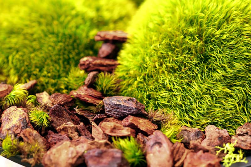 SuperMoss corteza en maceta con orquídea promoviendo raíces sanas