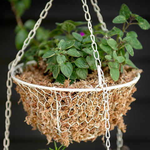 SuperMoss en terrario decorativo mostrando estética y conservación de humedad