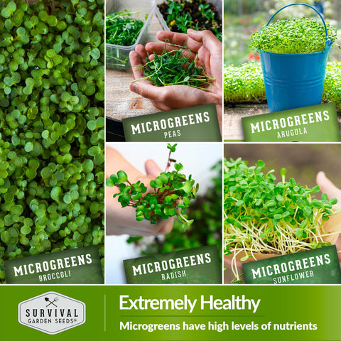 SURVIVAL GARDEN SEEDS close-up de microgreen de girasol con sensación carnosa
