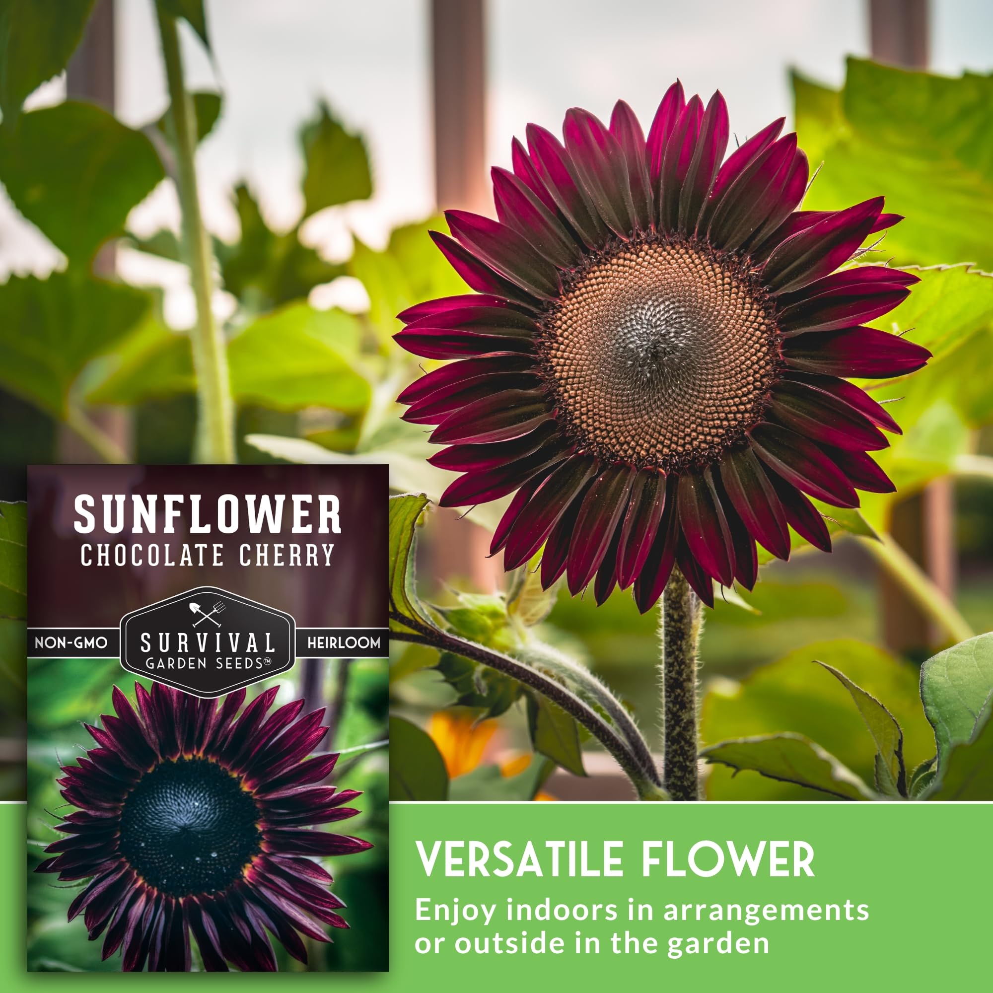 SURVIVAL GARDEN SEEDS semillas en mano para comparar tamaño y facilidad de siembra