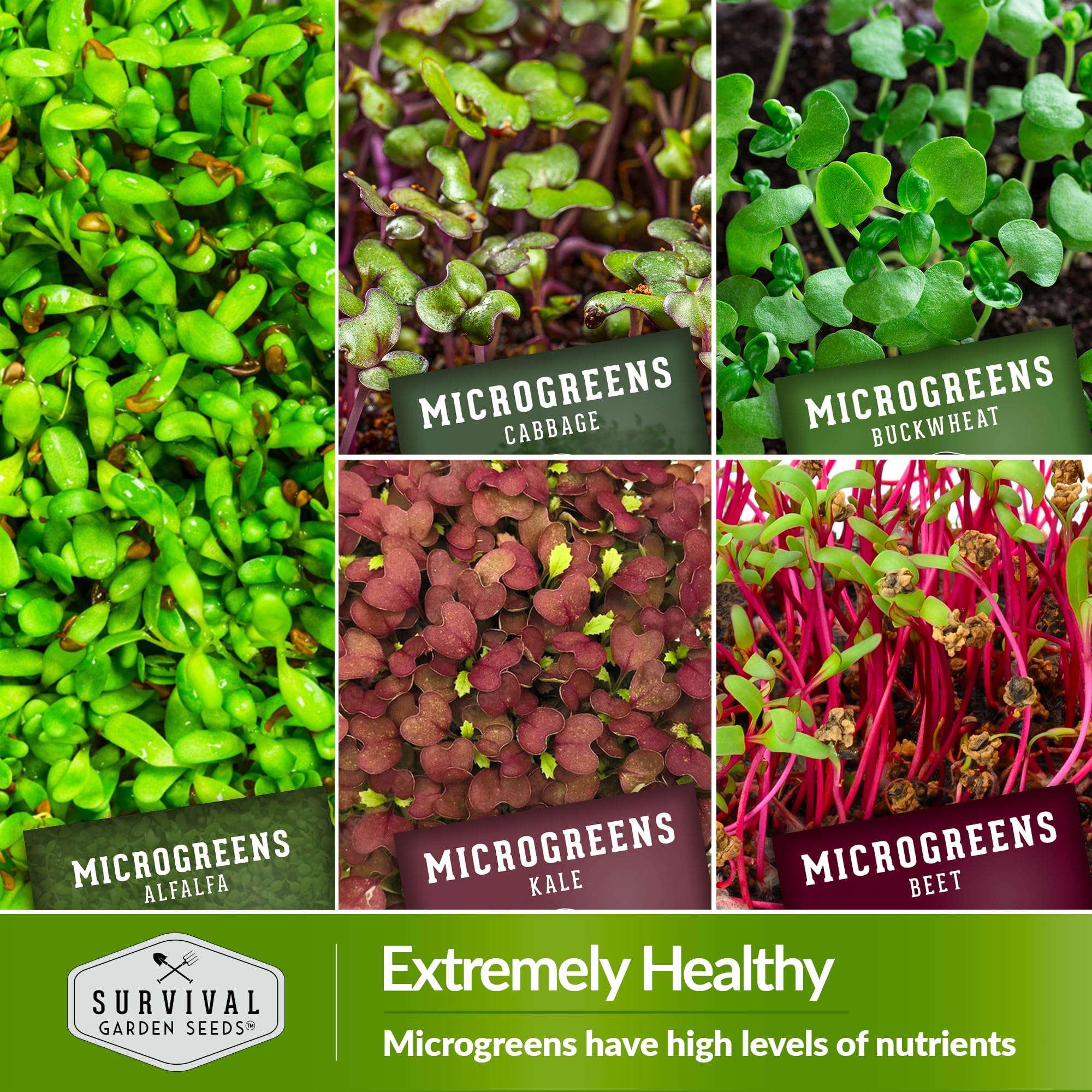 SURVIVAL GARDEN SEEDS detalle de textura de microgreen de brócoli nutritivo