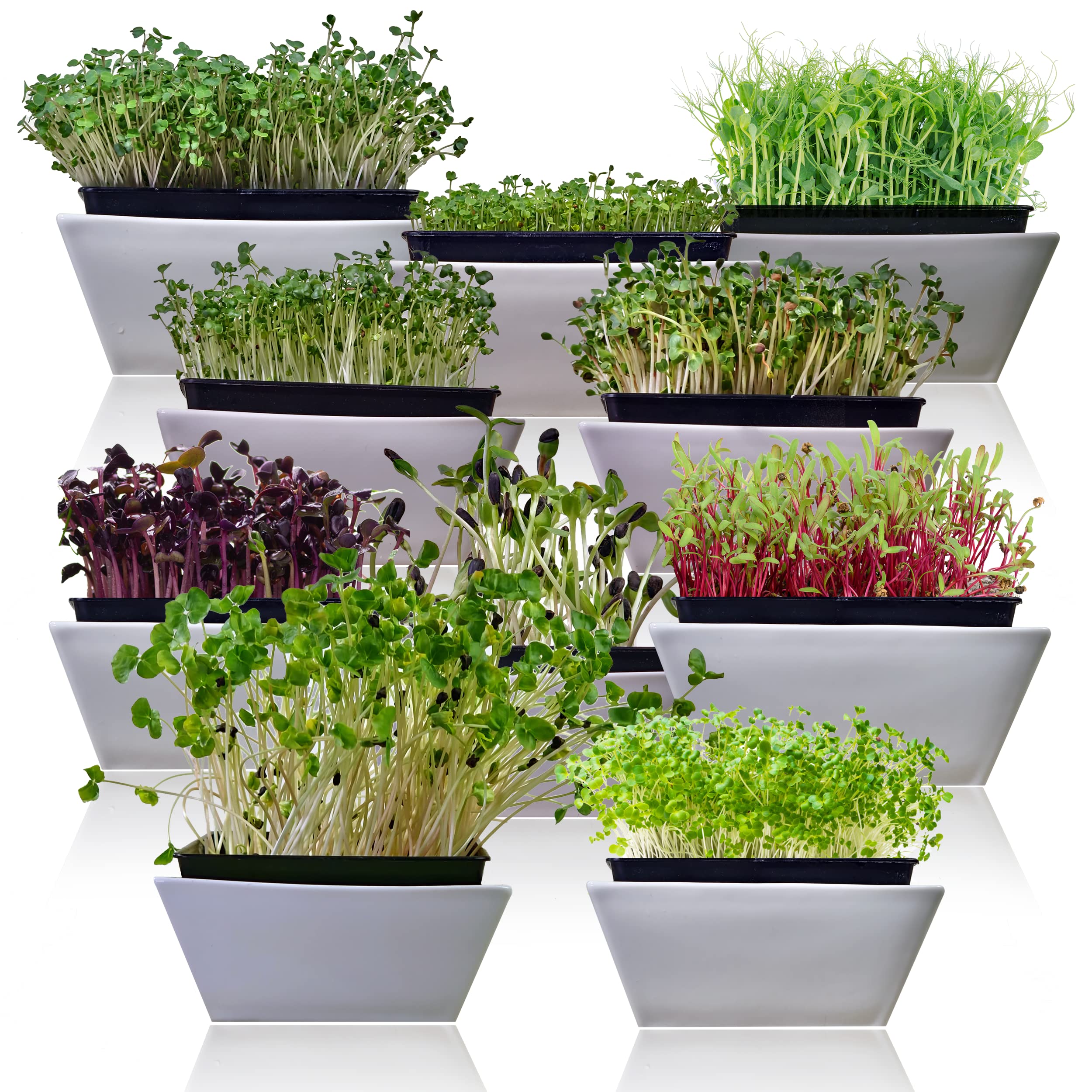 SURVIVAL GARDEN SEEDS microgreens usados en ensalada aportando color y sabor