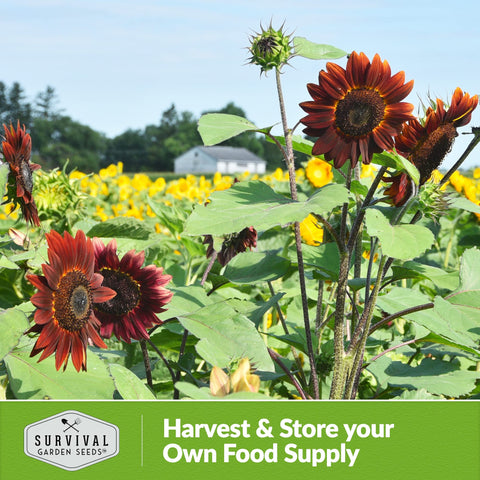 SURVIVAL GARDEN SEEDS planta en maceta urbana optimiza espacio y belleza