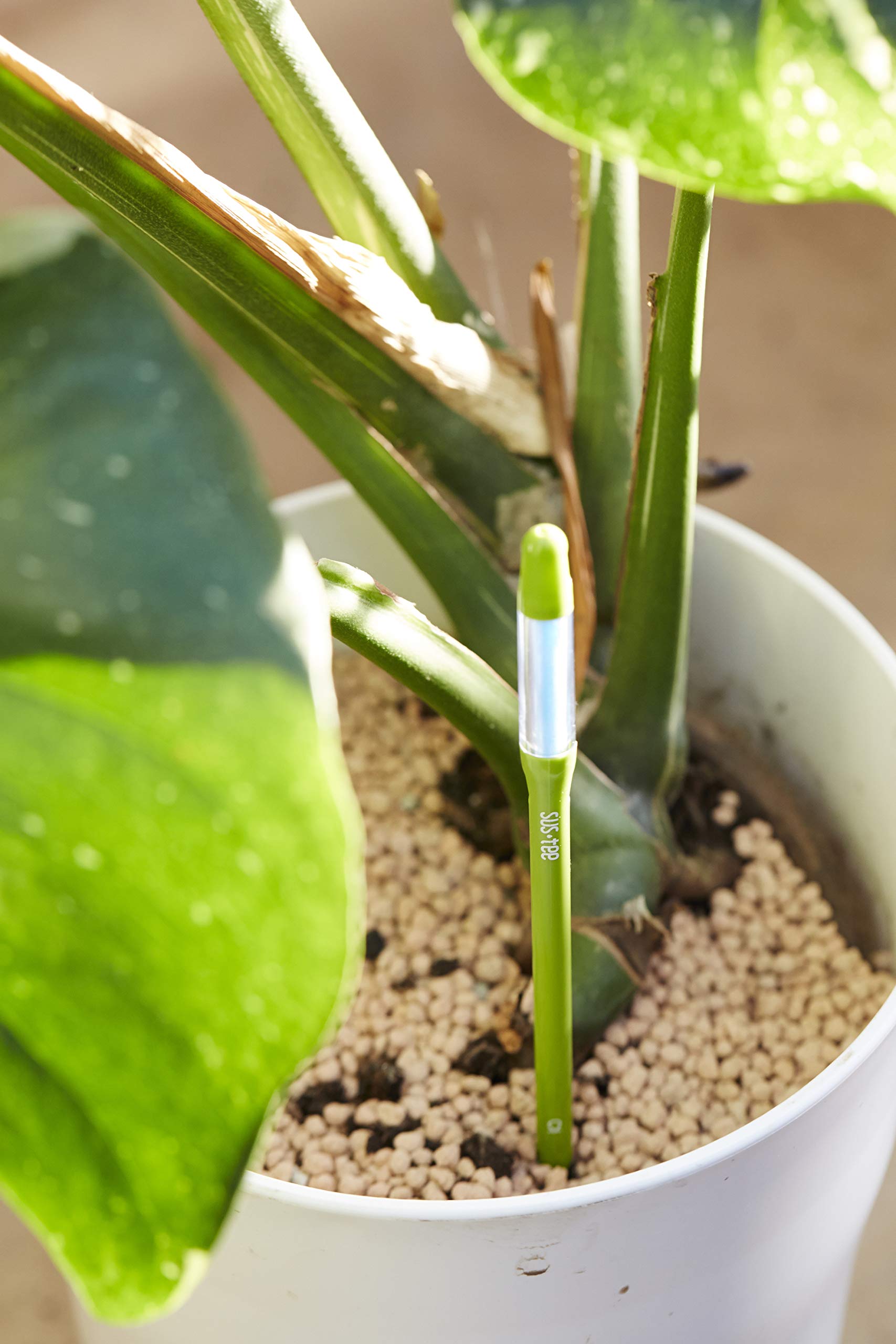 Sustee cambio de color blanco a azul indicando claramente cuándo regar