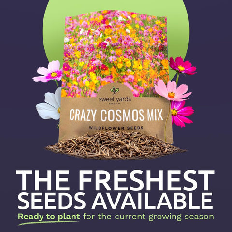 SWEET YARDS primer plano de semillas de cosmos mostrando cantidad y calidad