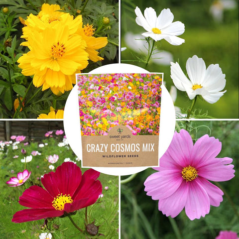 SWEET YARDS jardín estilo de vida con cosmos aportando color y polinizadores