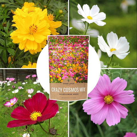 SWEET YARDS maceta urbana con cosmos, opción para espacios pequeños