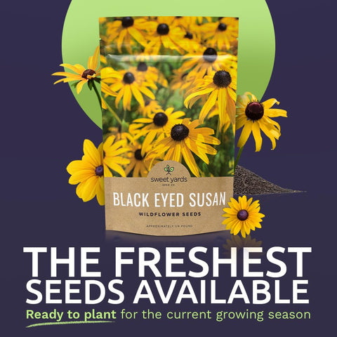 SWEET YARDS detalle de semillas Black Eyed Susan con textura y pureza