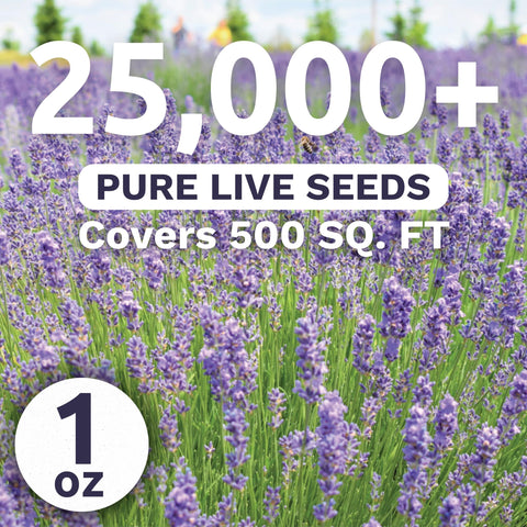 SWEET YARDS semillas de lavanda en primer plano mostrando textura y cantidad